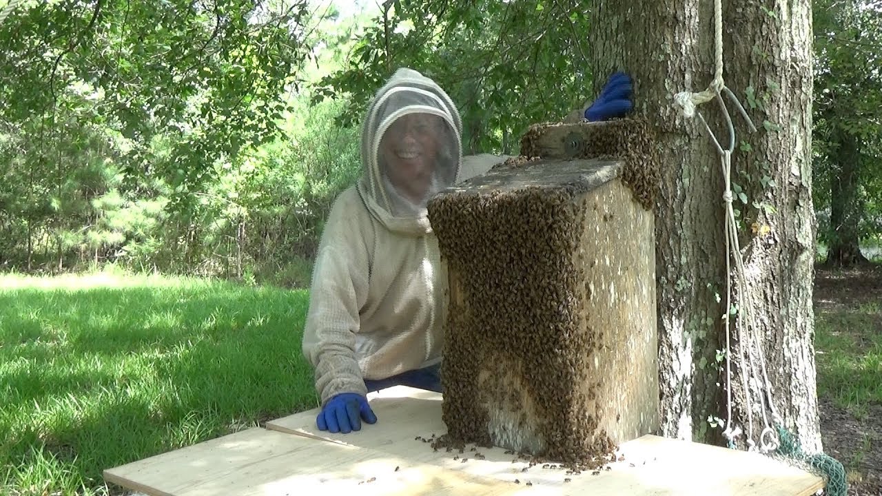 If it's a duck box, why are there bees in it?