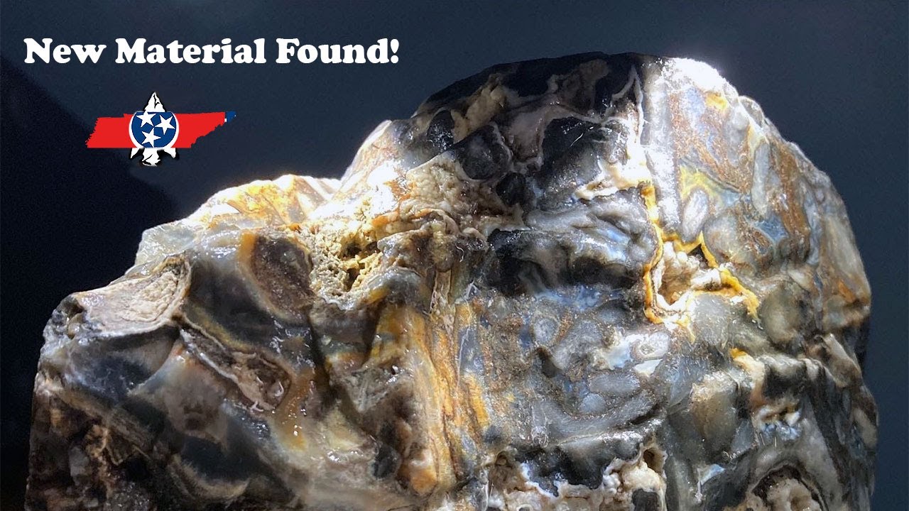 Rockhounding Tennessee Creeks Amazing Fossil Found