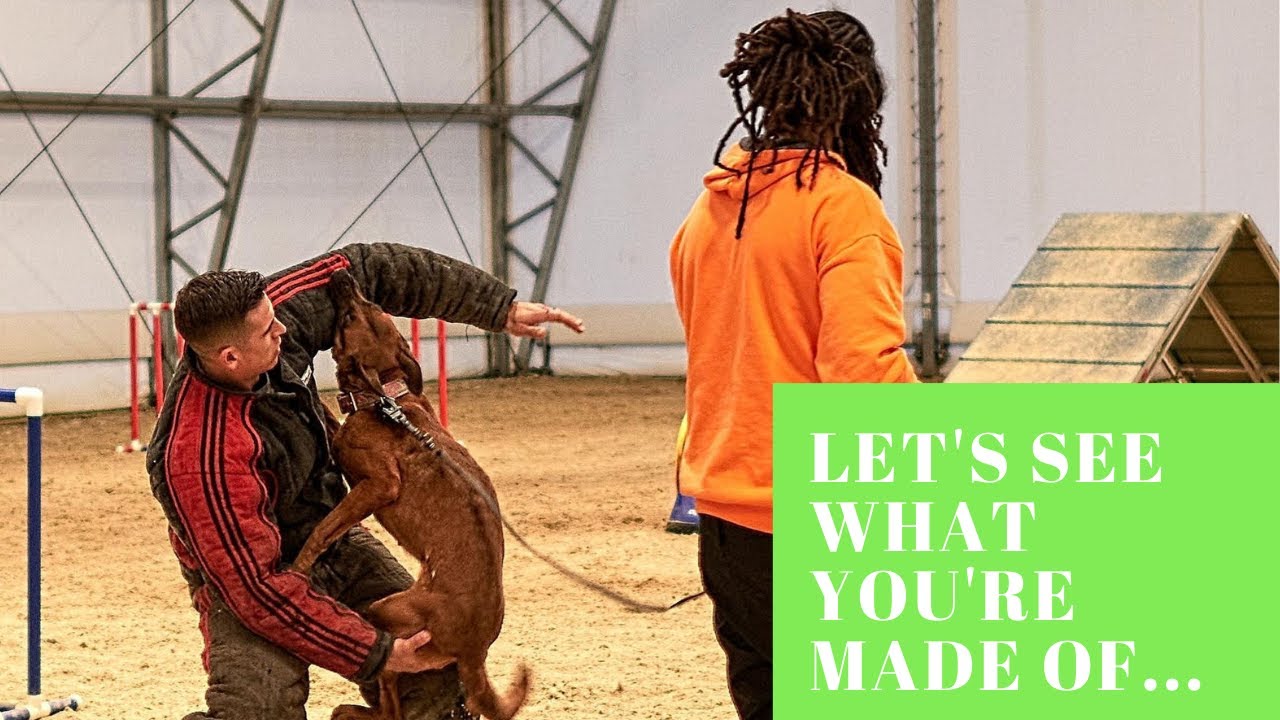 Pushing our Malinois to the Limit | Grassroots K9