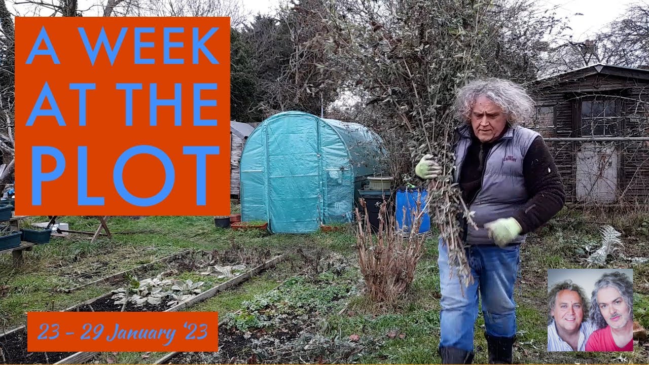 A Week at the Plot - Hawthorn Cuttings, Pruning Buddleia & Weeding, 23 - 29 Jan '23