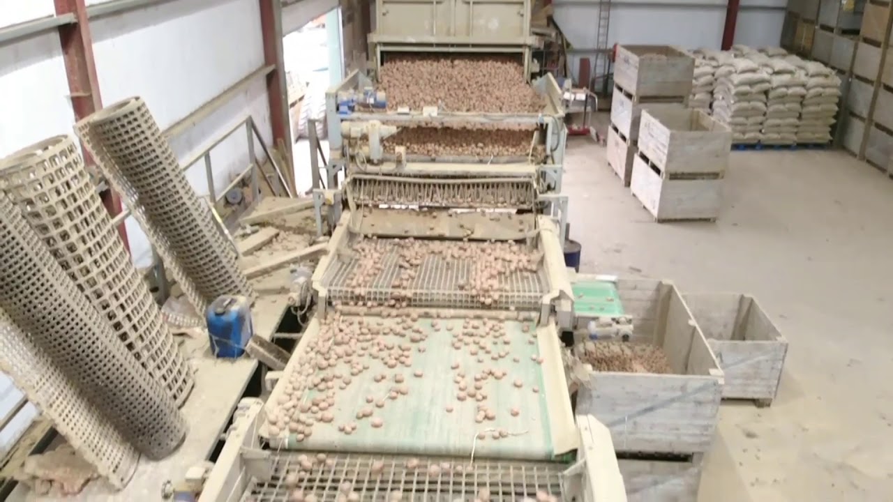 GRADING POTATOES 2019