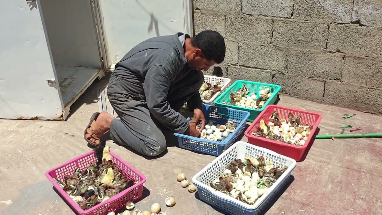 معلومات حول طرد تاني أكسيد الكربون من الفقاسة وإنجاح عملية التفقيس