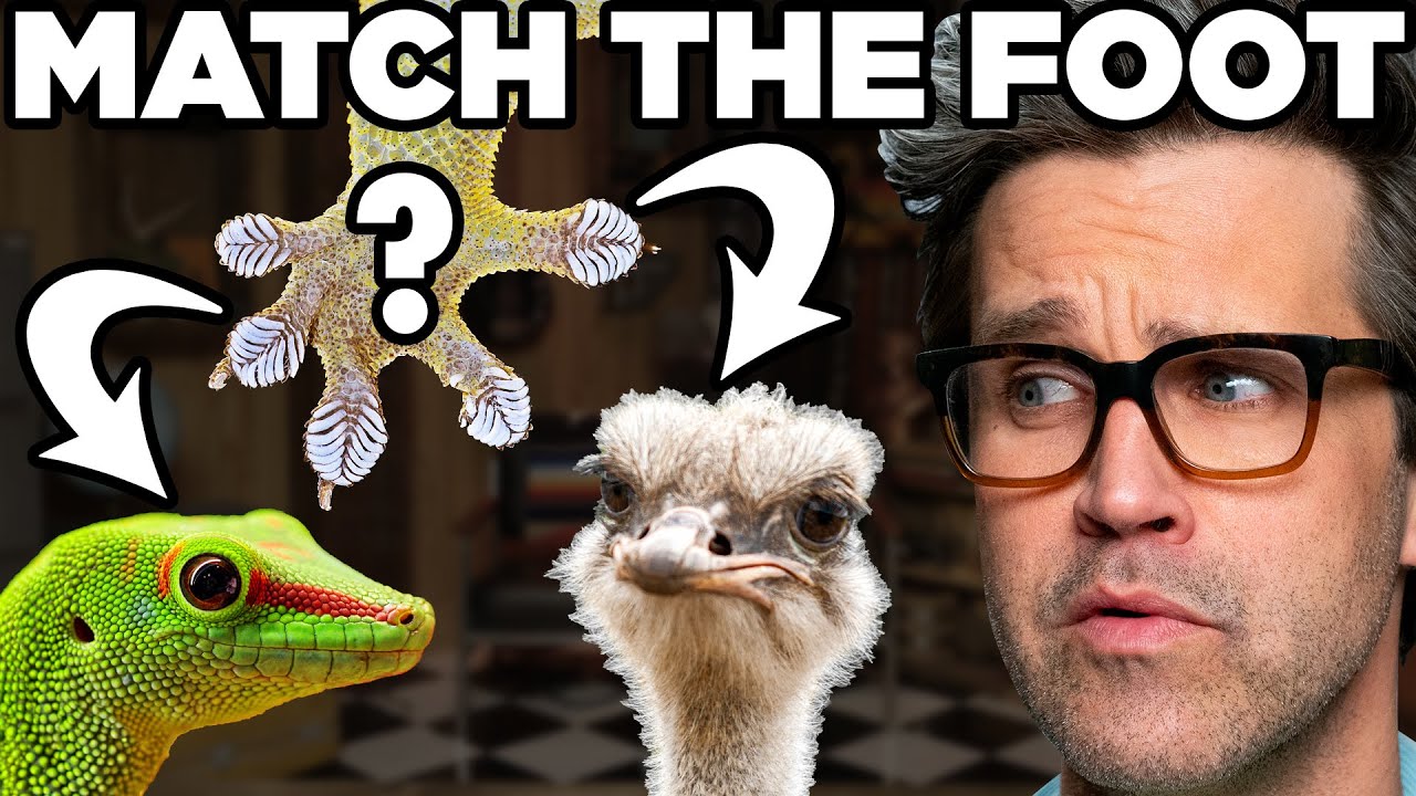 Weirdest Animal Feet (Game)