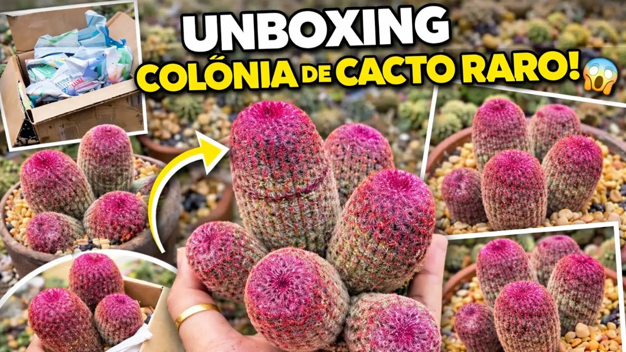UNBOXING DE COLÔNIA DE CACTO RARO 🌵 | Echinocereus rigidissimus