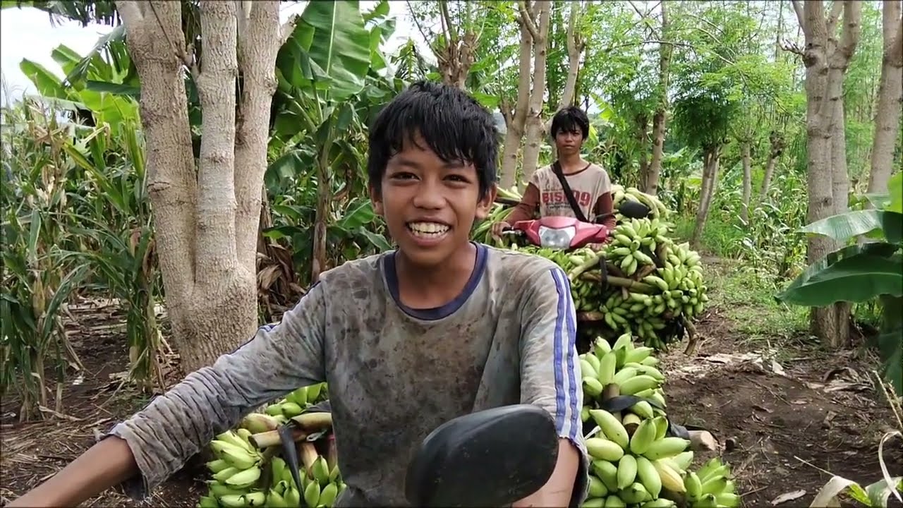 Panen pisang morlin bersama adik ²# di kebun 