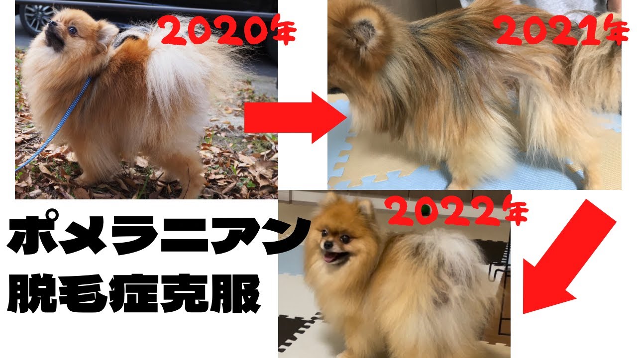 【ポメハゲ】ポメラニアン脱毛症と歩んだ我が家の記録【アロペシアX】