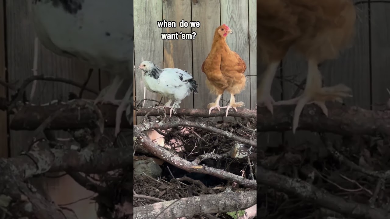 #chicken race car noises?