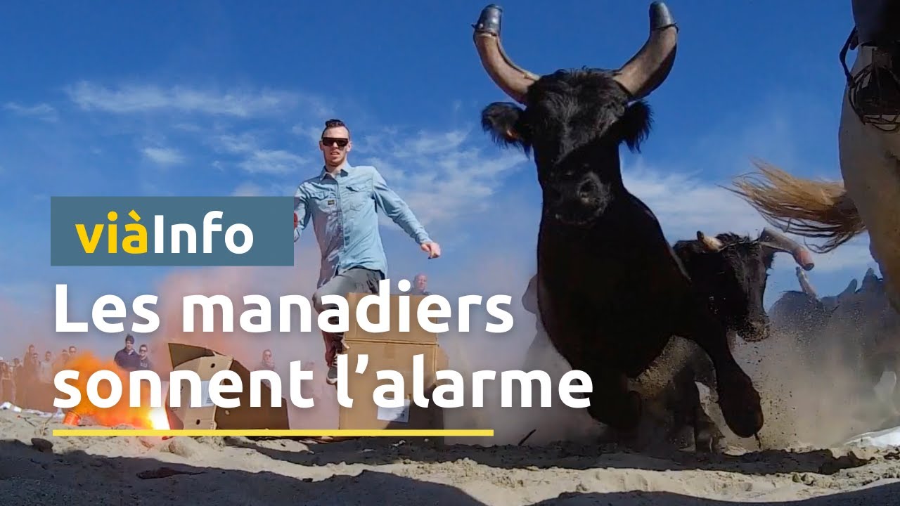 Traditions taurines : Les manadiers lancent un cri d'alarme