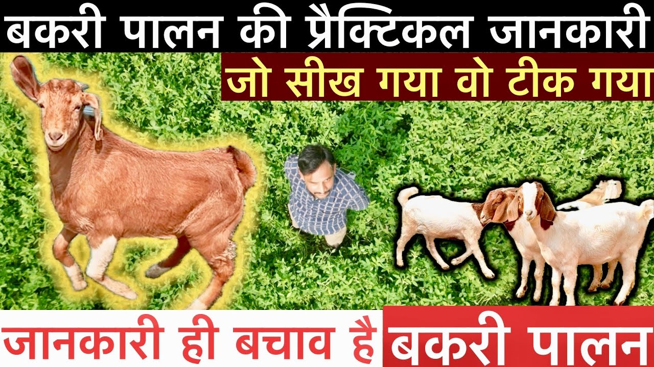 बकरी पालन में नुकसान होगा अगर आप ये नहीं जानते || goat farming in india 