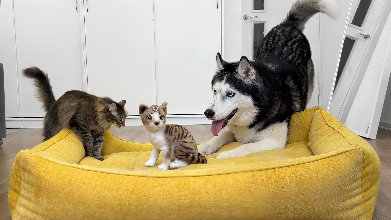 Кошки и собаки породы хаски сходят с ума из-за поддельного котенка!