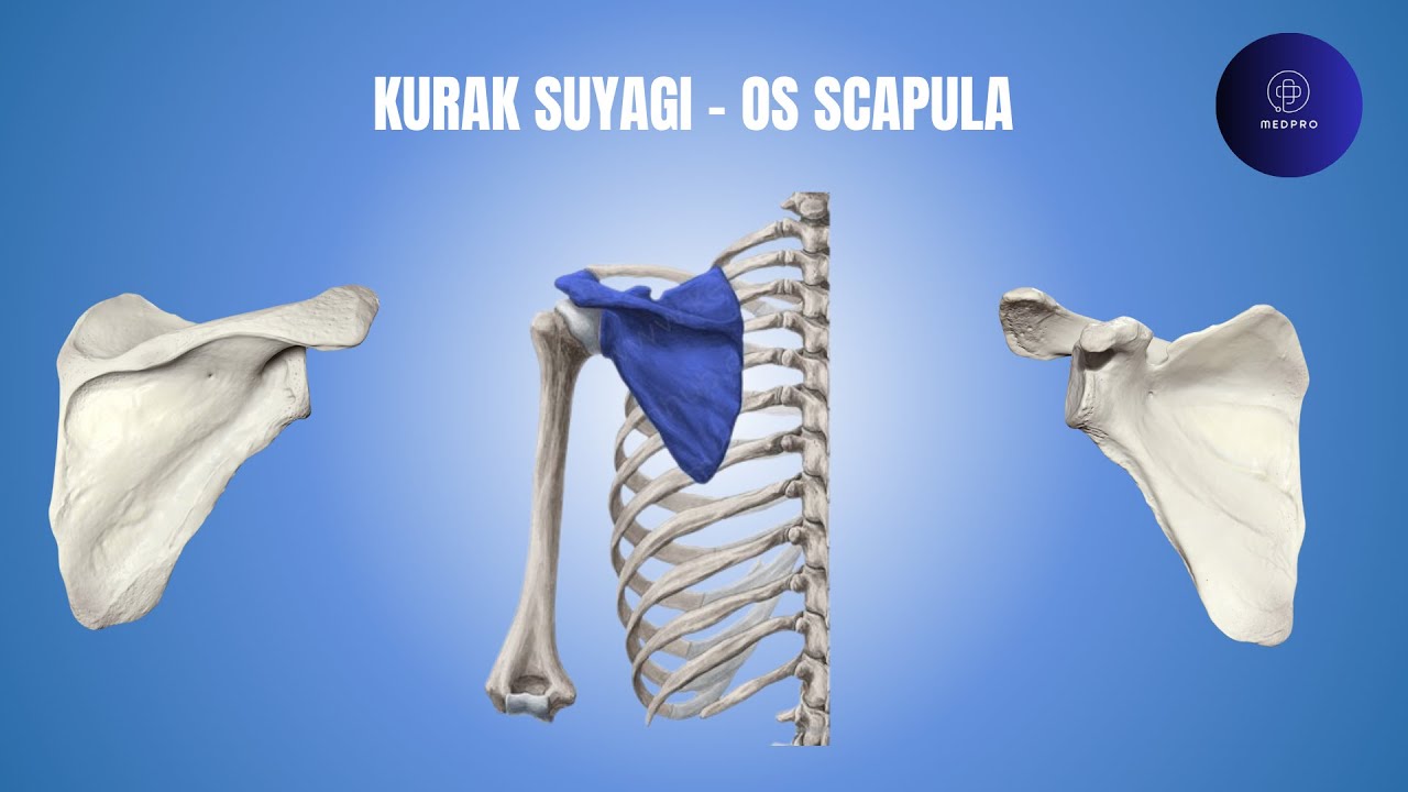 Kurak suyagi - Os scapula