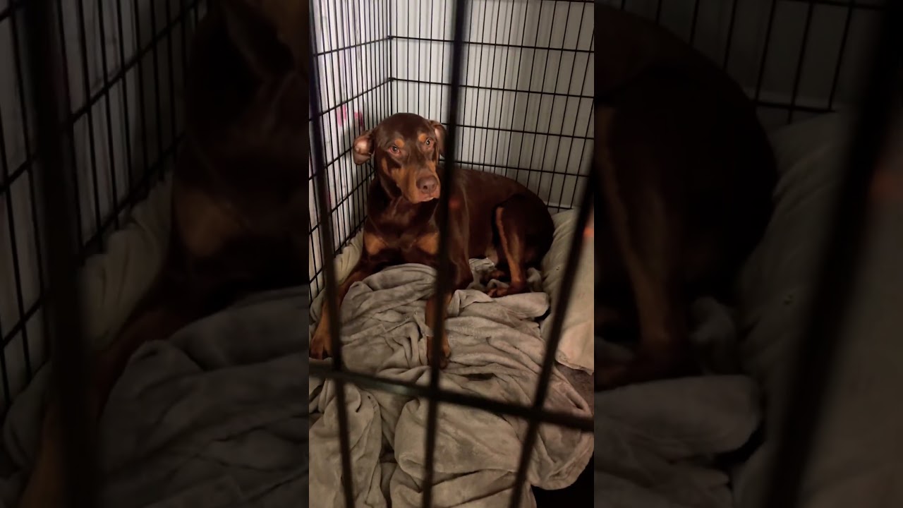 Cuando un #doberman te interrumpe tu tiempo en el ba&ntilde;o 🫣#doglife #dogvideos #perros #draco #pets