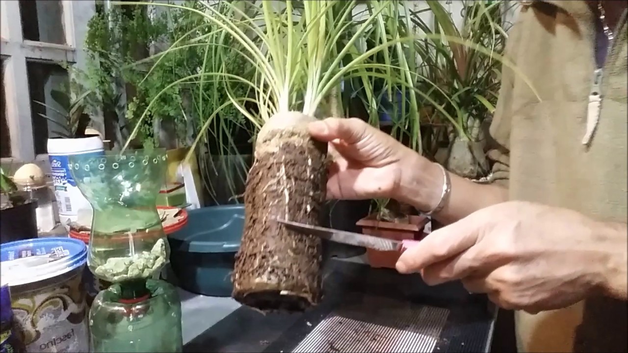 PATA DE ELEFANTE PARTE 3 - COMO REPLANTAR
