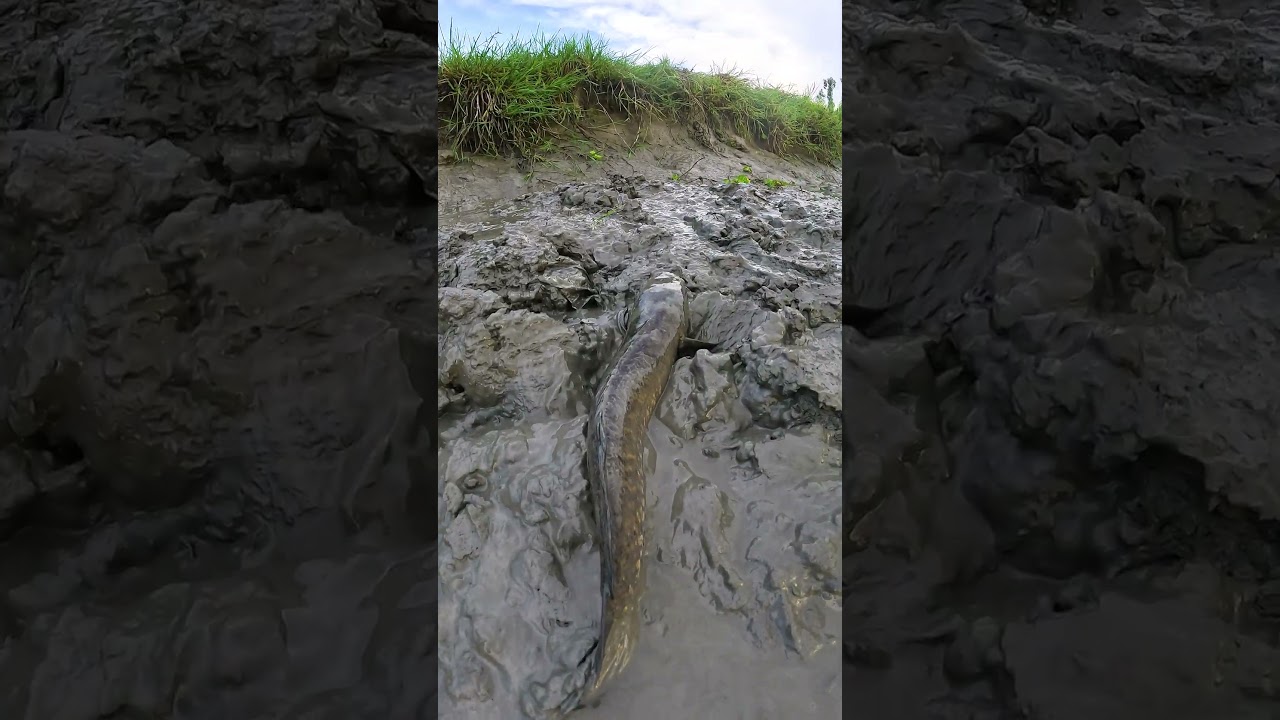 Best Muddy Water Hand Fishing Video #fish #fishing #village #fishing