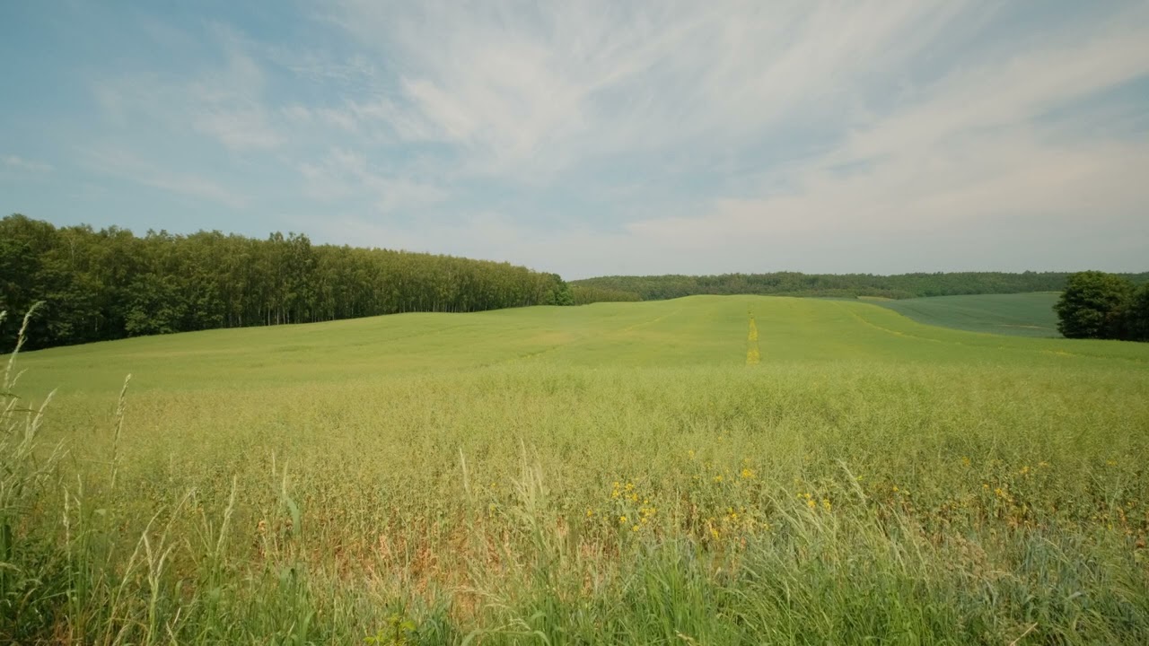 Przyjemne lato - likwidacja stresu i napięcia, łąki i pola | relaks, odgłosy natury