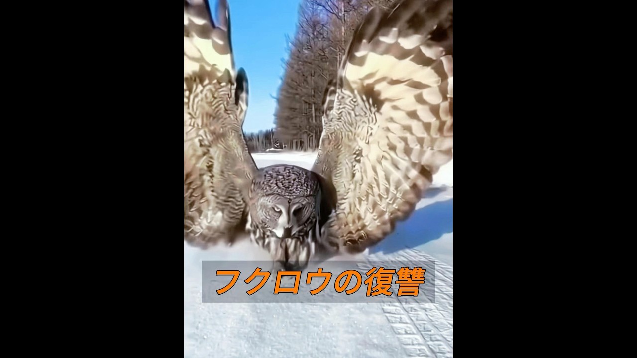 ハヤブサは憎らしい鳥だと思いますか? #animals #動物プロダクション #自然