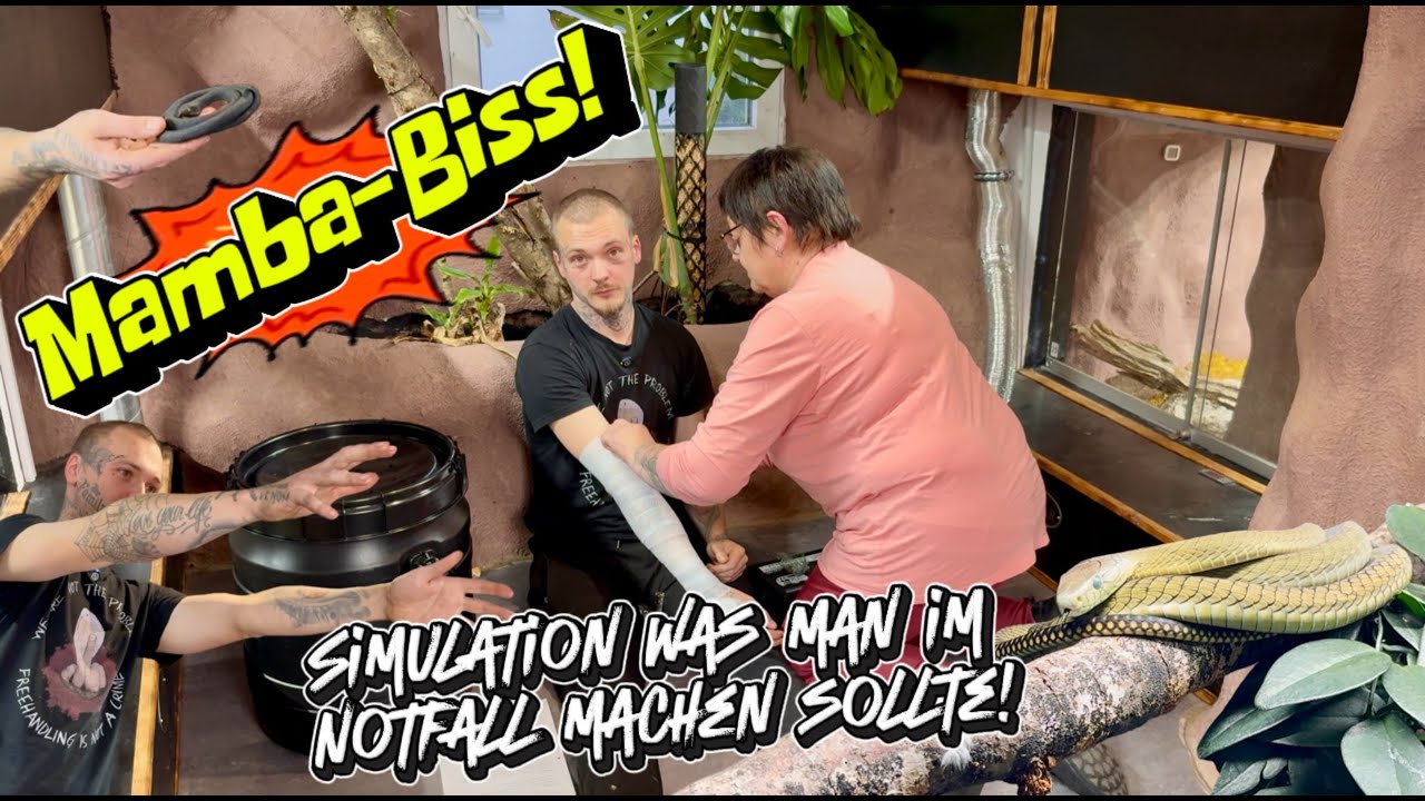 Notfallplan bei Mambabiss (Dendroaspis jamesoni jamesoni) – Schritt für Schritt Simulation