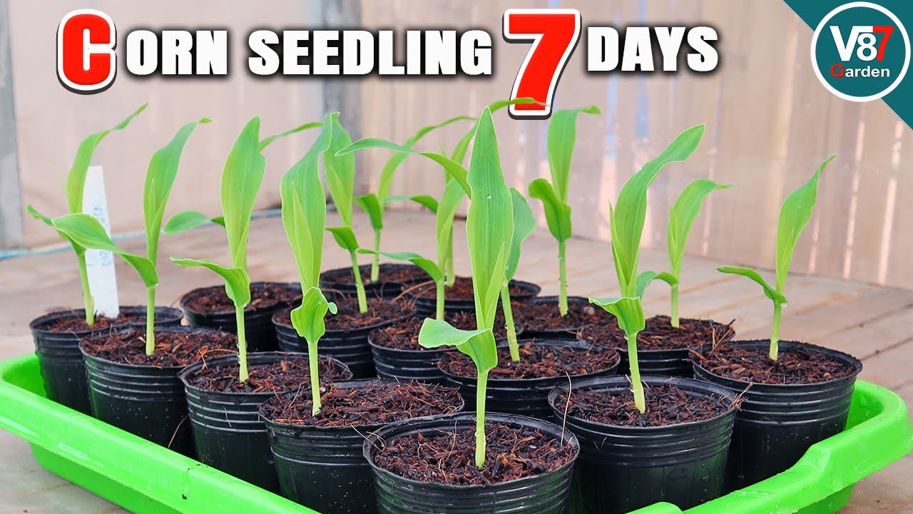 How to Grow Sweet Corn Seedlings: Step-by-Step Guide for Beginners