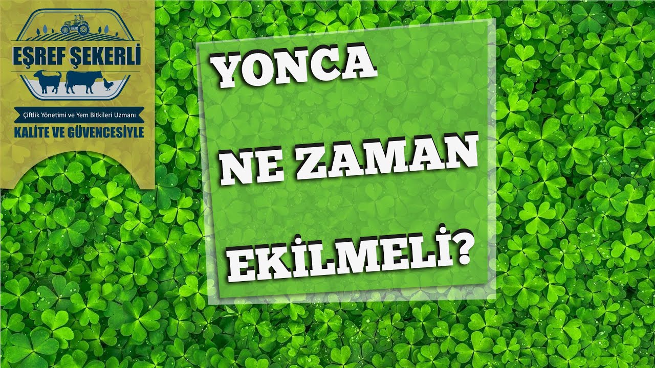 Yonca Nasıl Ekilir? #Yonca