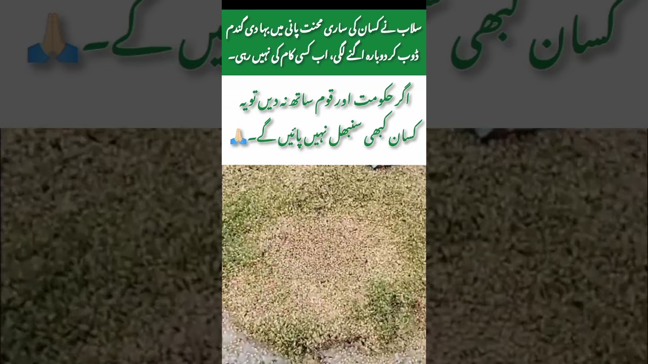 Farmers&rsquo; Loss in Floods 🌾💔 #FloodDisaster #FarmersLoss #WheatCrops #SaveFarmers #FloodImpact#uk#uae