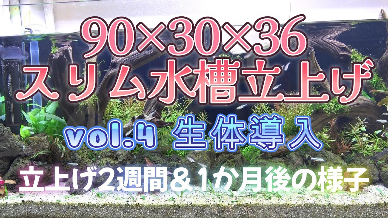 90cmスリム水槽 vol4 生体導入&１か月までの様子