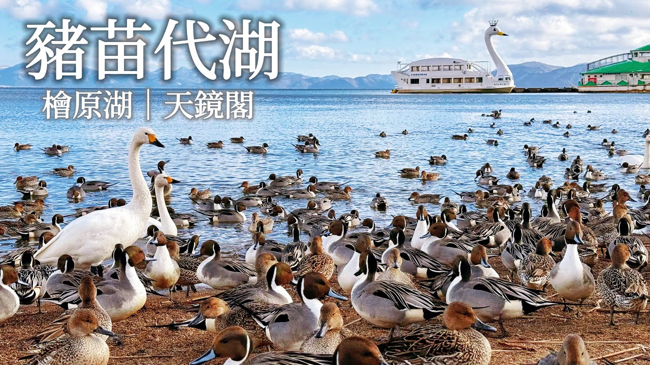 豬苗代湖｜一起來感受鴨鴨大軍的視覺震撼吧！一探皇族別墅天鏡閣、冷到不行的檜原湖早晨散步、裏磐梯湖畔飯店自助早餐｜福島旅行、日本旅遊、Satori日本生活