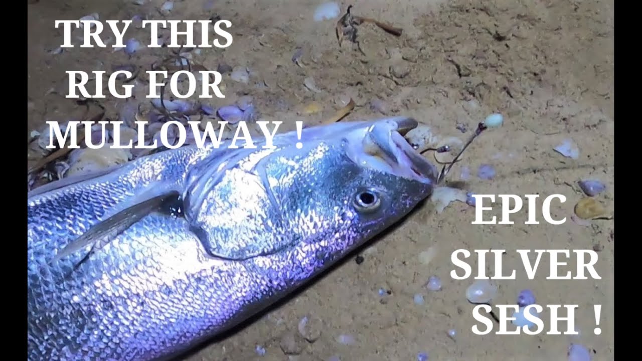 TRY THIS RIG FOR MULLOWAY ! EPIC SILVER SESH !  Ep 63