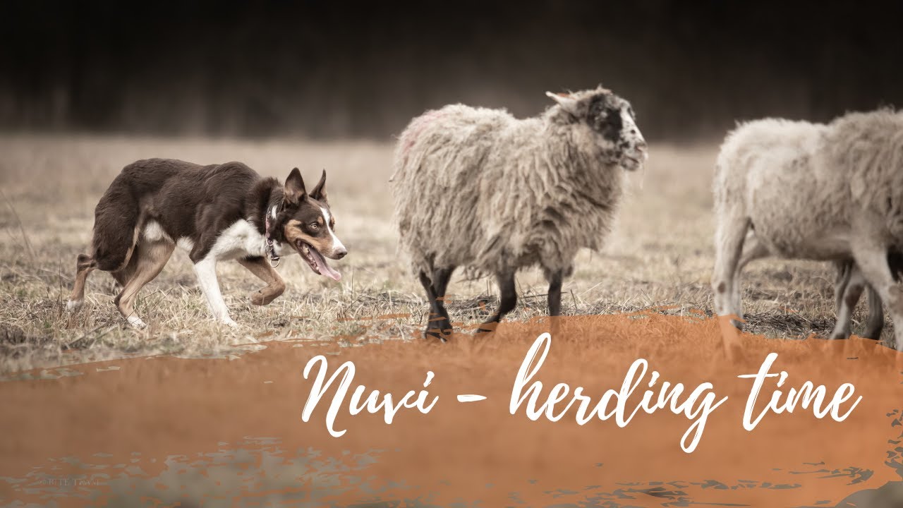 Nuvi - beginnings of herding