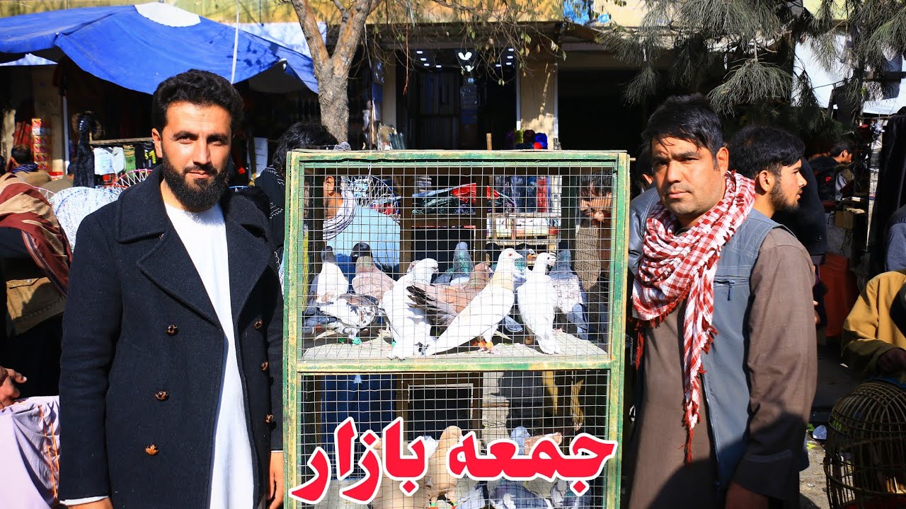 جمعه بازار _ 20،000 هزار افغانی قیمت یک جوره کفتر پتین 