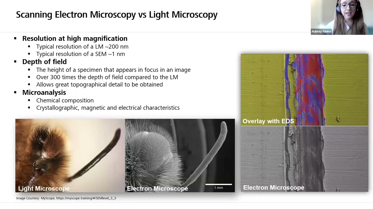 Fundamentals of Scanning Electron Microscopy (SEM) in Life Sciences