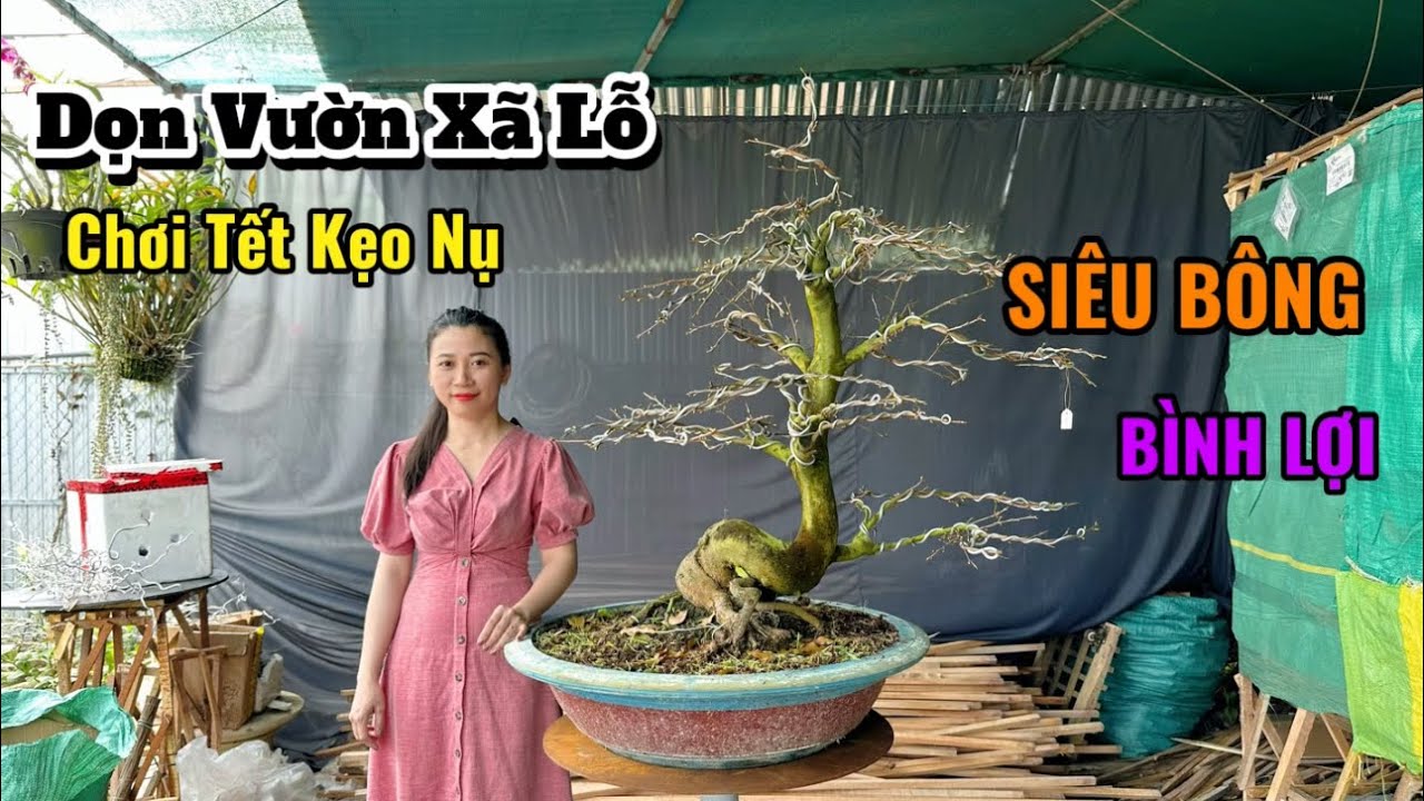 Dọn Vườn Xã Lỗ, Siêu Bông Bình Lợi, Chơi Tết, Kẹo Nụ - 4/2/26- Trang Mai Vàng Cần Thơ.