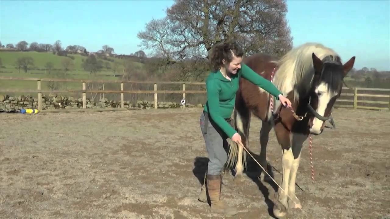 Horse Training Diary. Clicker training, lunging, young horse, movement and more!