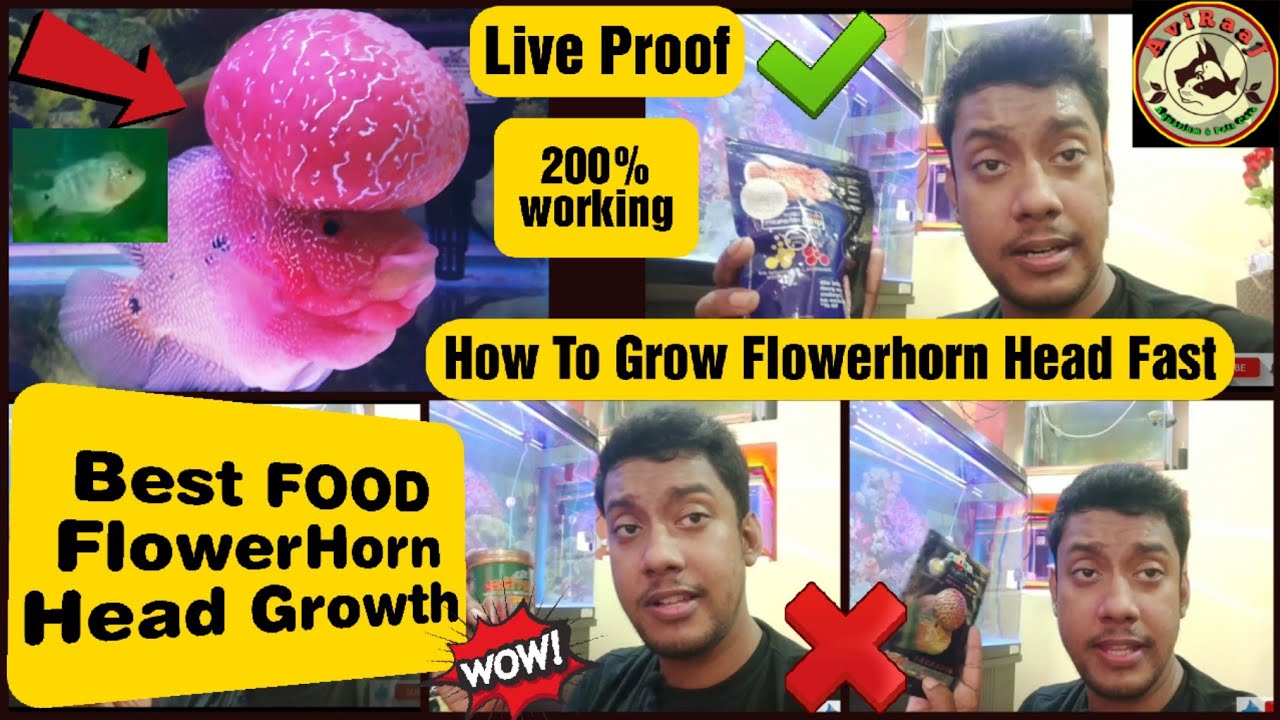 Best Food Flowerhorn Head Growth | How To Grow Baby Flowerhorn Head Faster | FlowerHorn Monster kok