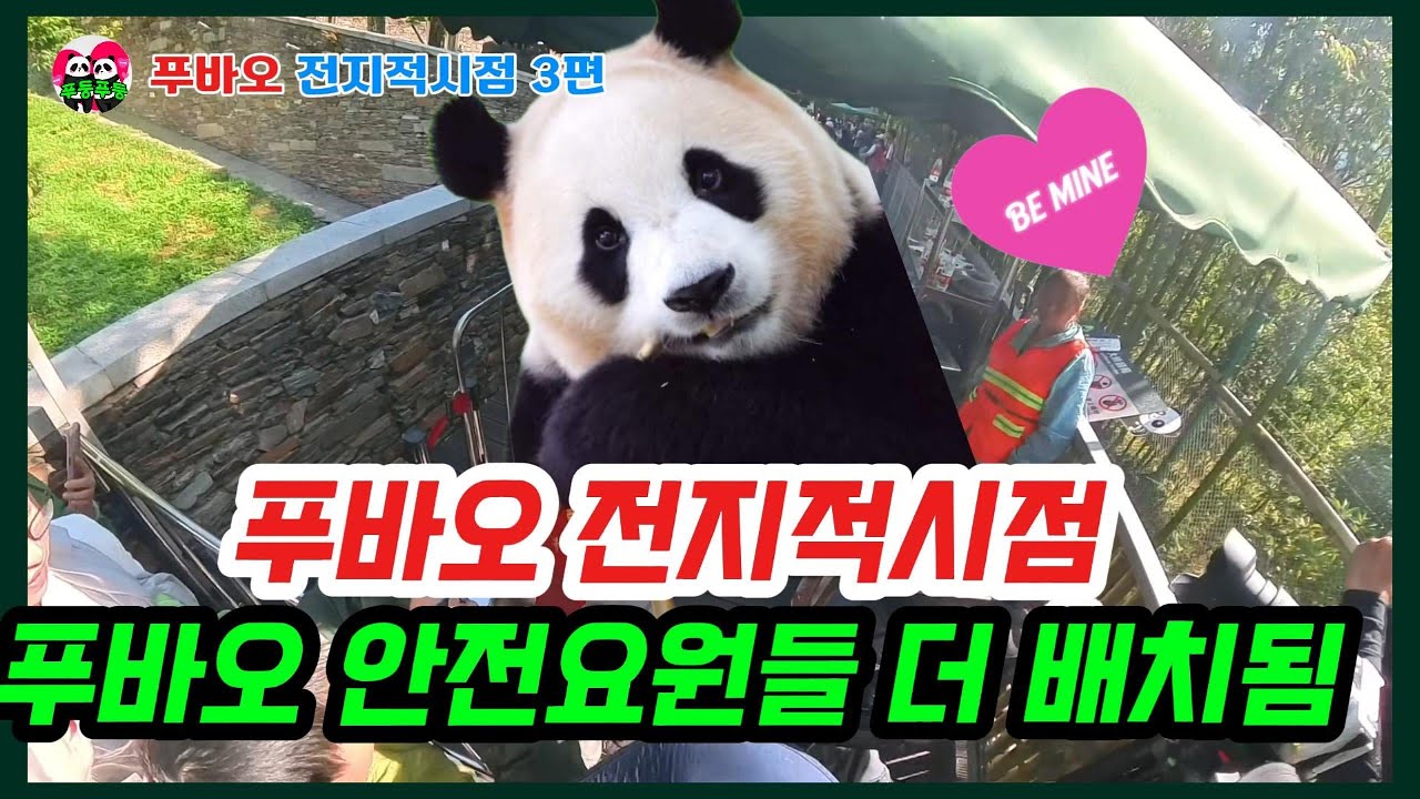 🍒푸바오 전지적시점 3편💥푸바오방사장 안전요원이 다른 판다에 비해 훨씬많이 배치되었대요! #푸바오근황 #푸바오실시간 #fubao #푸바오 #푸바오고화질영상 #panda #福宝
