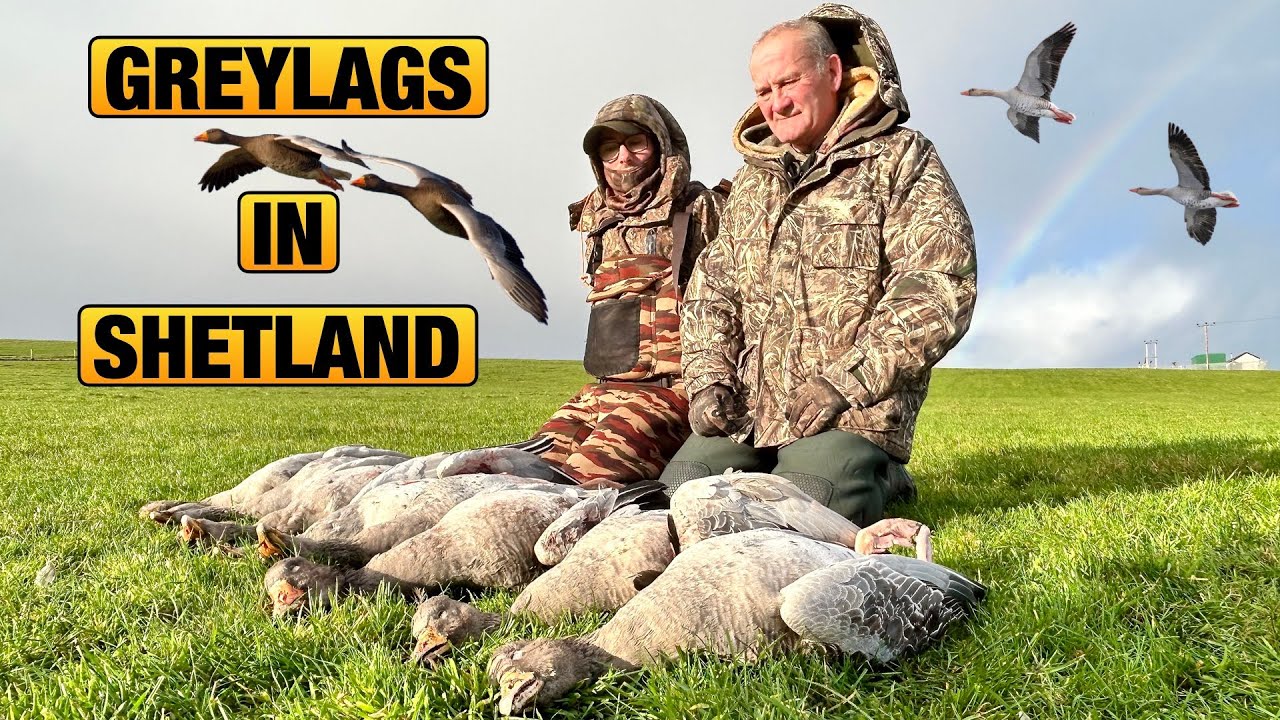 Goose Shooting !!! Greylags In Shetland
