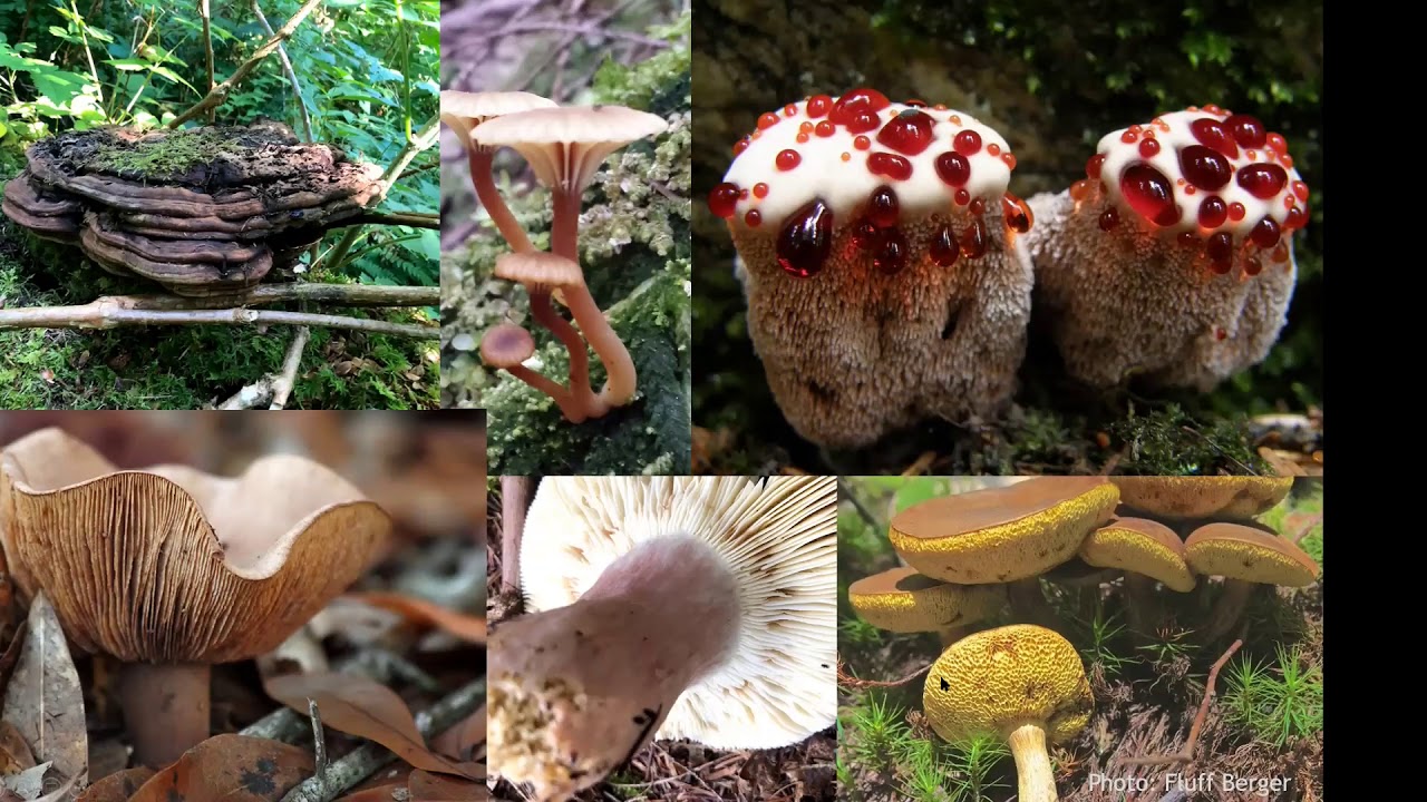 Lessons from the Forests: natural dyeing with mushrooms, lichens and plants