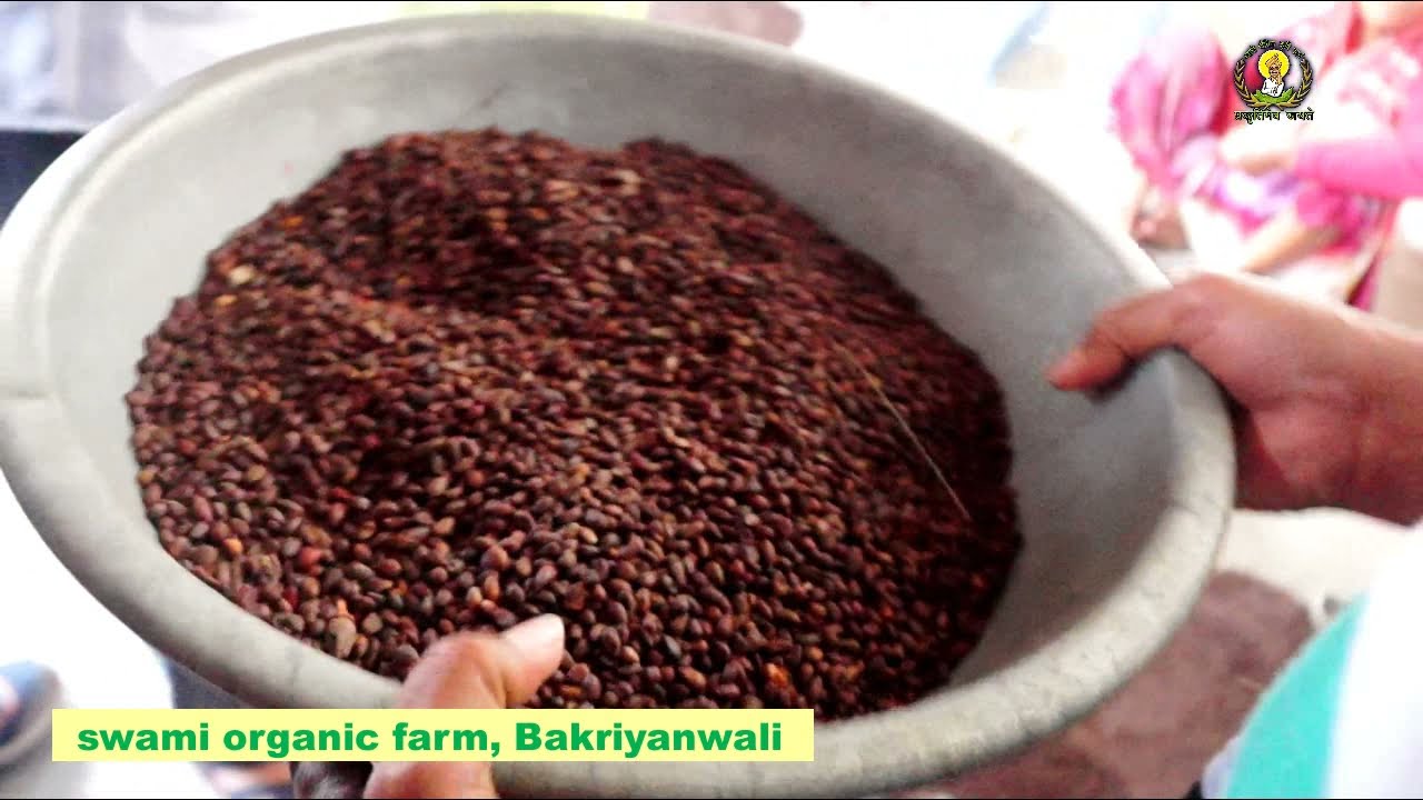 गुजरात में || कैसे तैयार होता है बीटी कॉटन || व हाइब्रिड नरमा का बीज