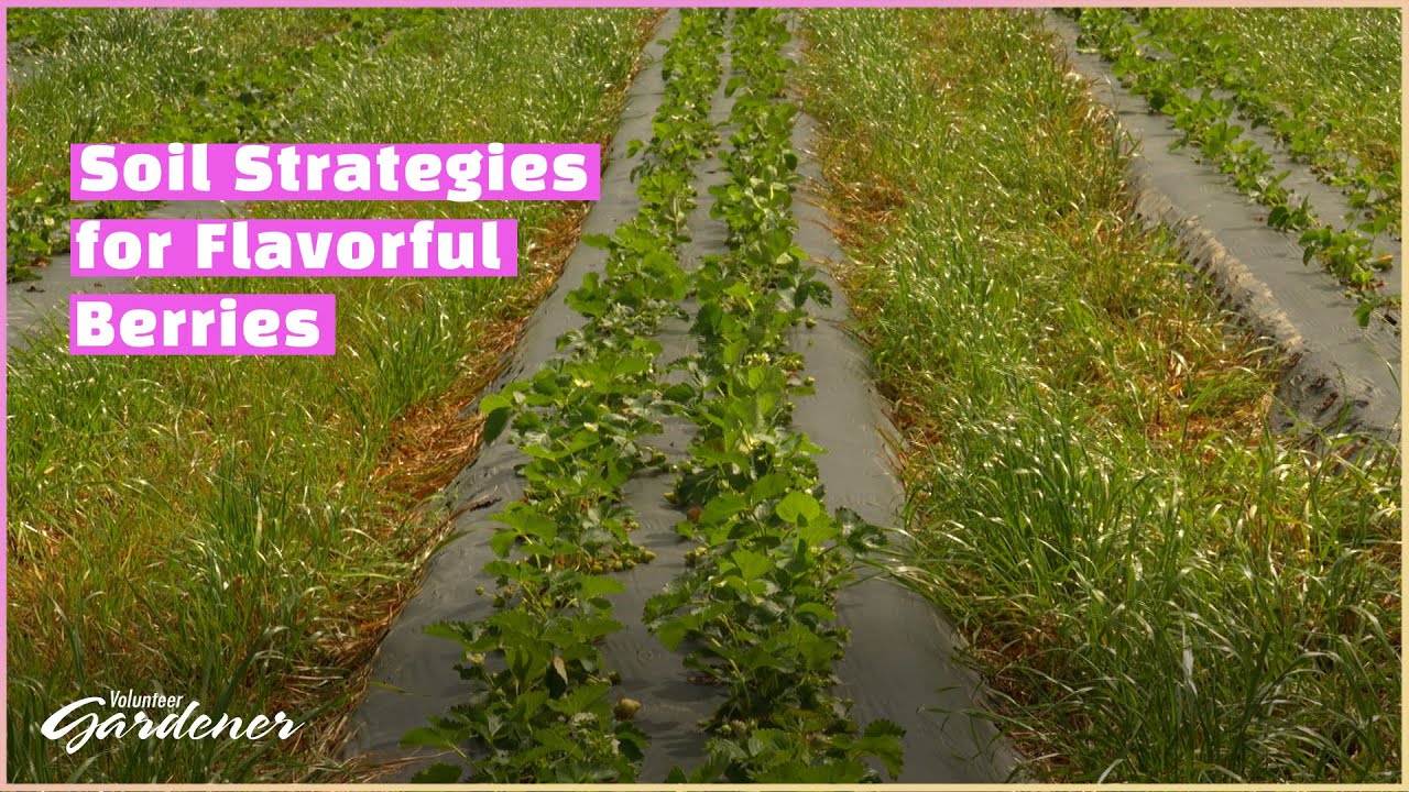 Sustainable Production at Kelley's Berry Farm | Volunteer Gardener