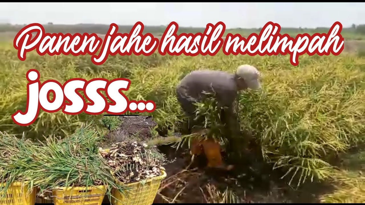 Panen jahe dengan hasil yang melimpah dan sangat memuaskan