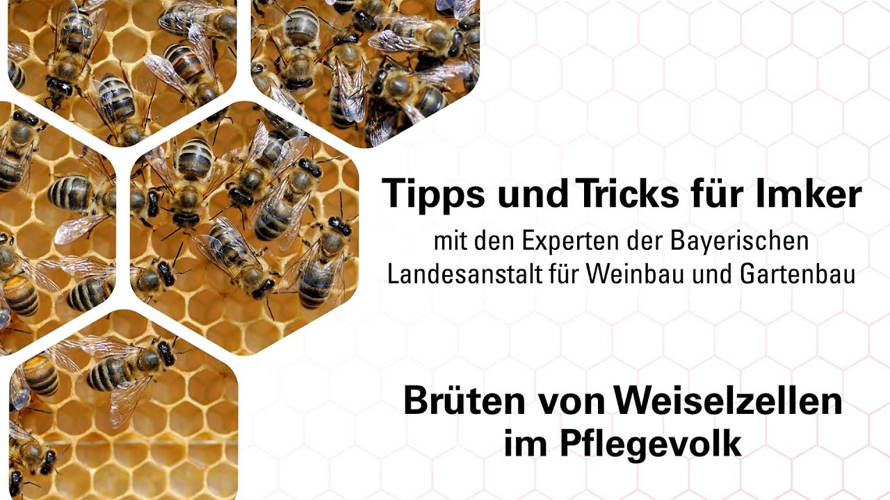 Imkerpraxis: Br&uuml;ten von Weiselzellen im Pflegevolk
