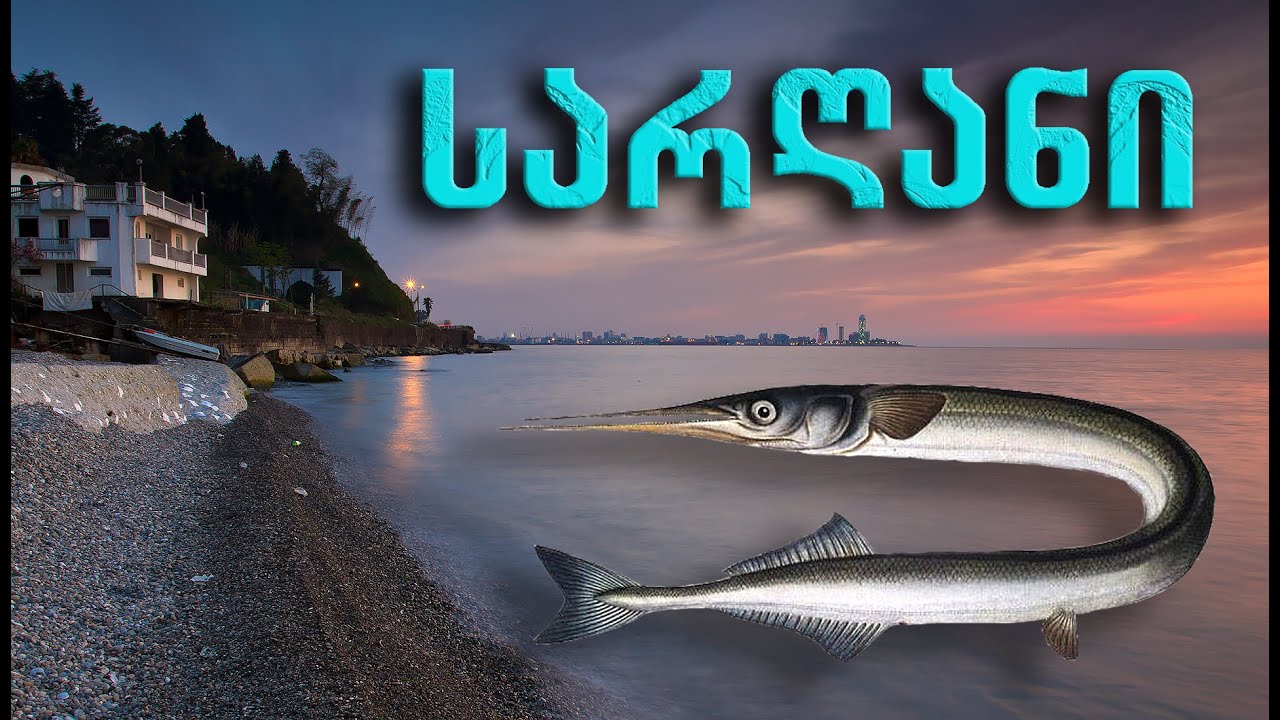 სარღანი Сарган Garfish