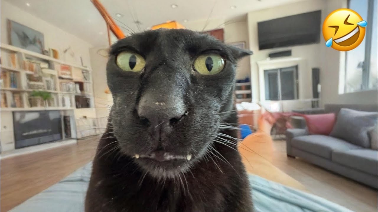 Самые смешные кошки и собаки 2025 года 🐾😂 Челлендж «Попробуй не засмеяться»