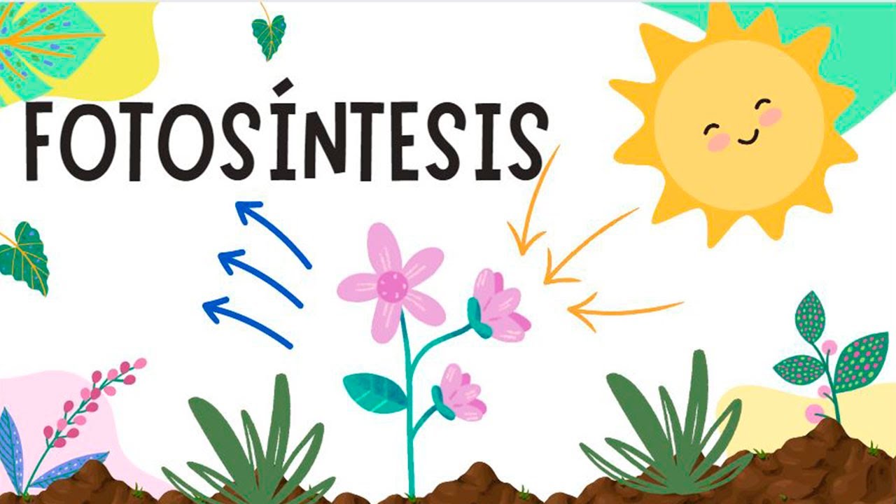 FOTOSÍNTESIS🌴, cómo sucede explicado de forma sencilla, FASE OSCURA y LUMINOSA, ciclo de Calvin