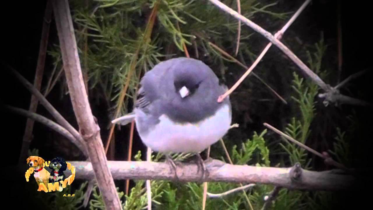Junco Outside My Window