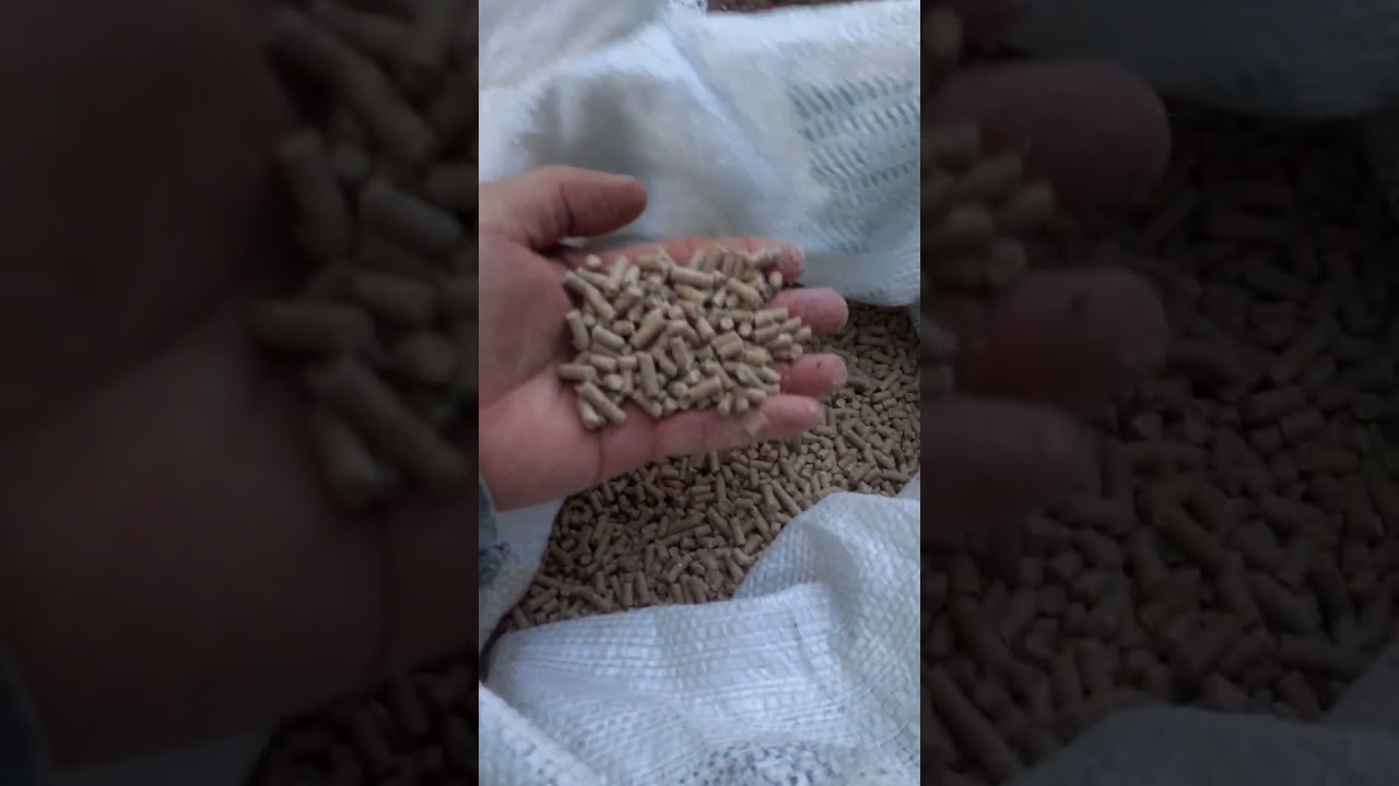 olha só como é o confinamento de  carneiro do meu irmão