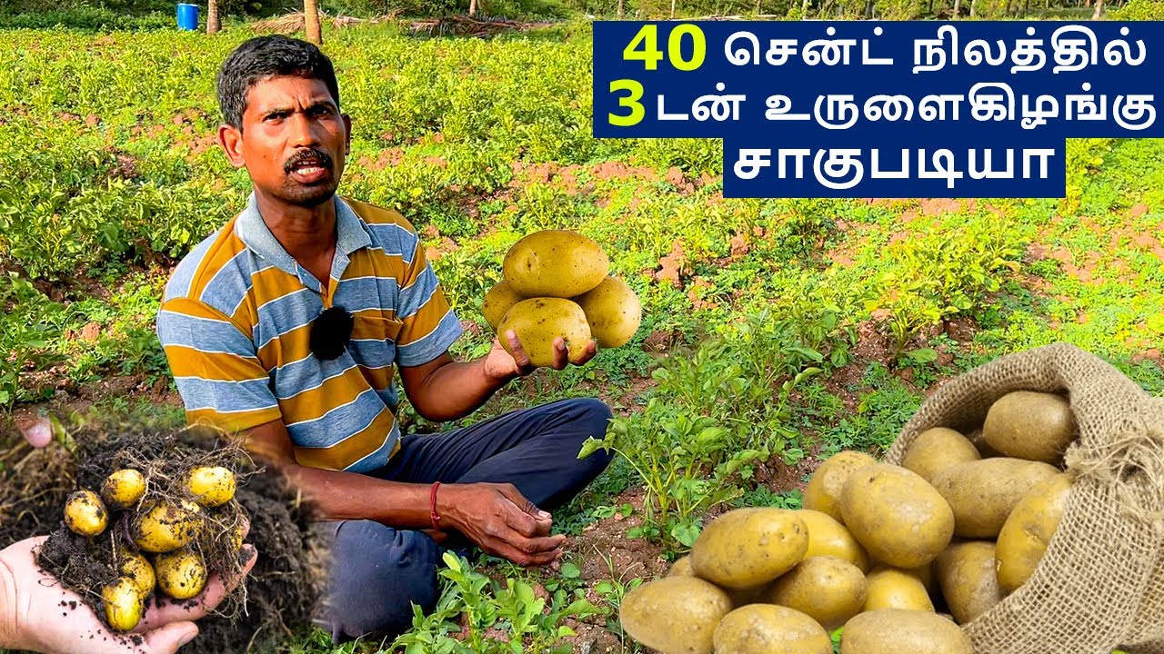 🥔🤤உருளைகிழங்கு சாகுபடி நம்ம கோயம்புத்தூர்ல செய்ராங்களா🌱🤩 | Organic Potato Farming in Tamil