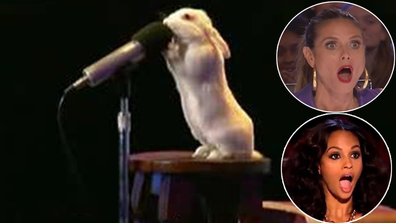 ¡13 Animales Más Talentosos del Mundo!