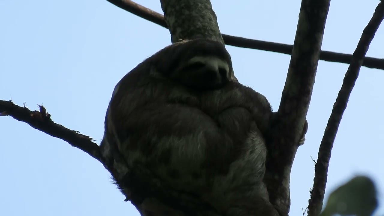 The great sloth is very well attached to the tree.