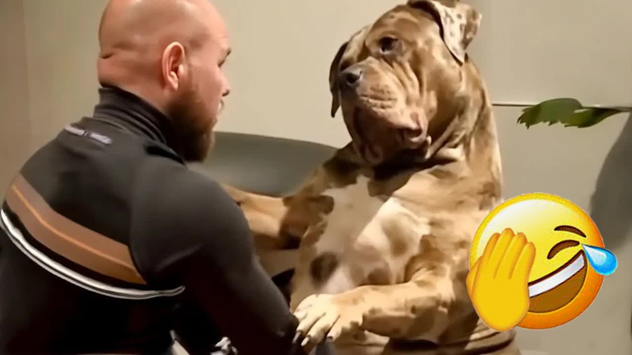 You Laugh You Lose🥭Funniest Dogs and Cats 2026🐶 🍦 #funniestanimals #funnycatsdogs #funnydogs