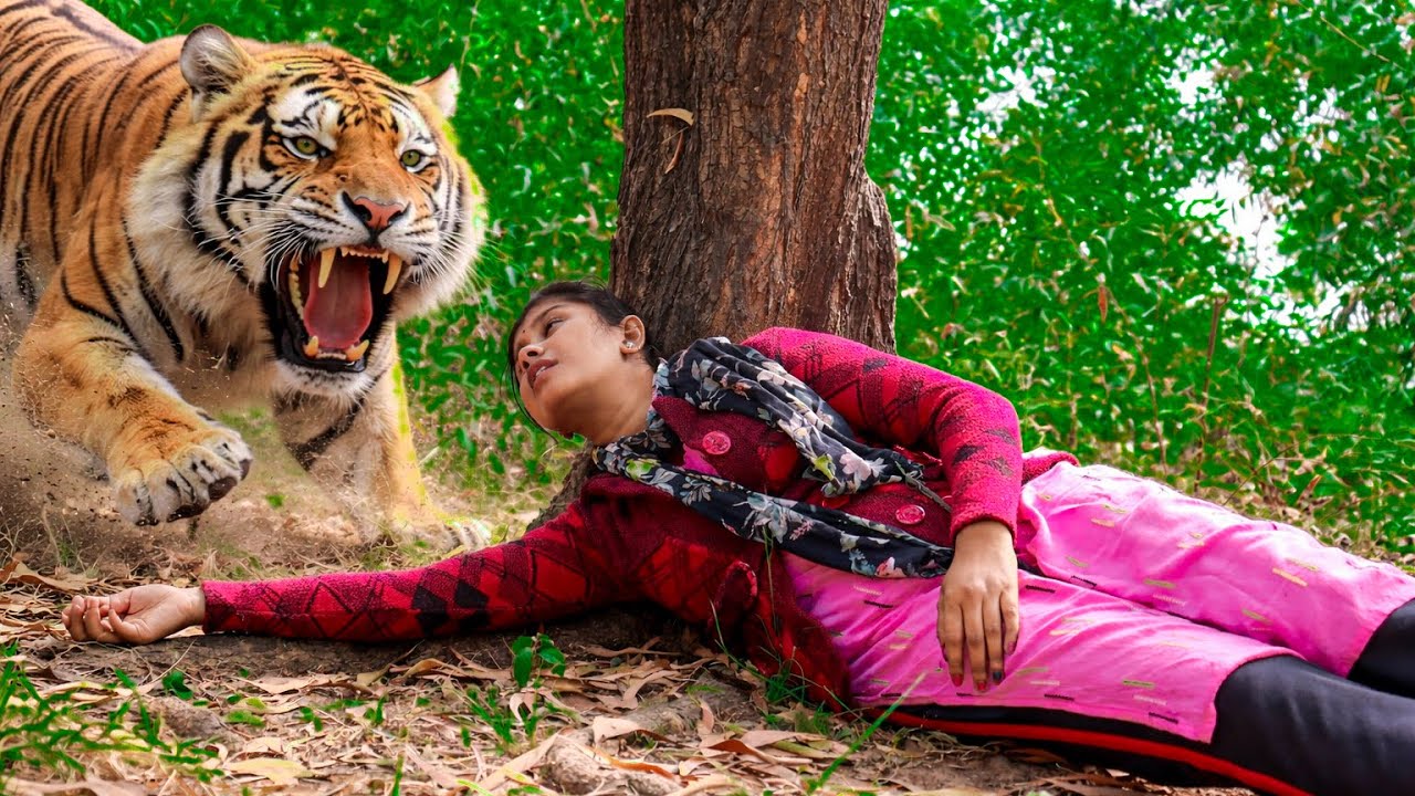 Tiger Attack On Village Girl In The Forest | Tiger Attack Hunter | Tiger Attack Stories